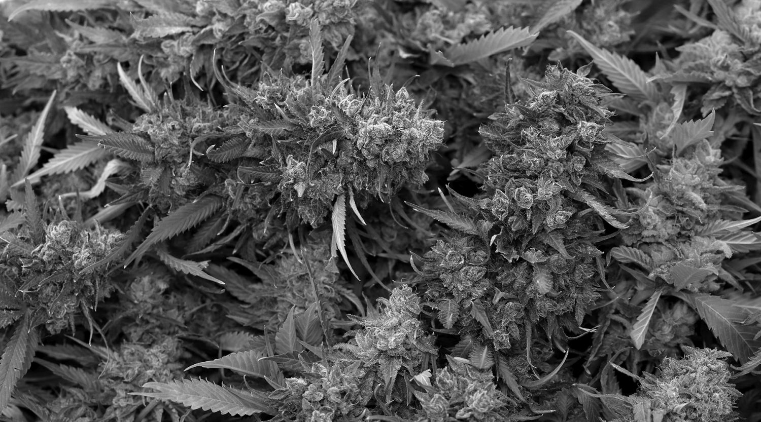 Dark Star IMG_9451